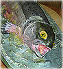 He or She a Real Catch?